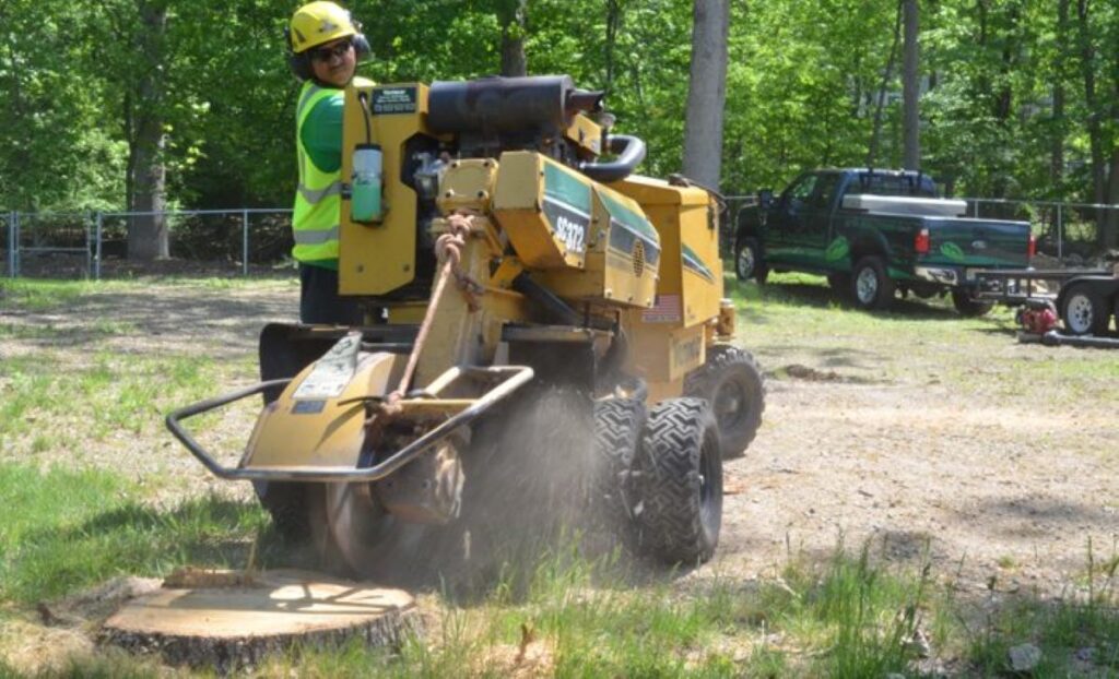 grinding roots after tree removal