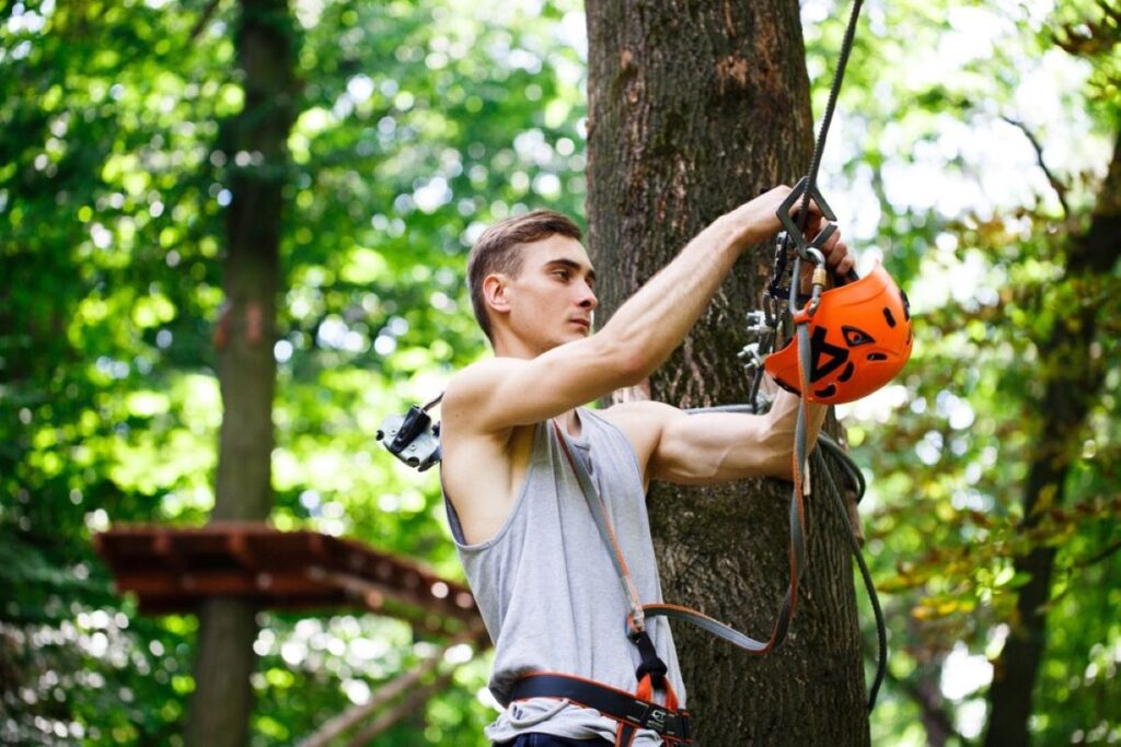 arborists sydney