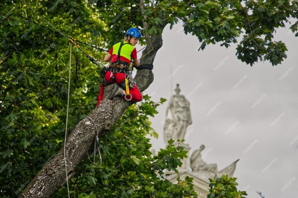 arborists sydney