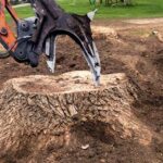 Tree Stump Removal Sydney: Do You Need Council Approval?