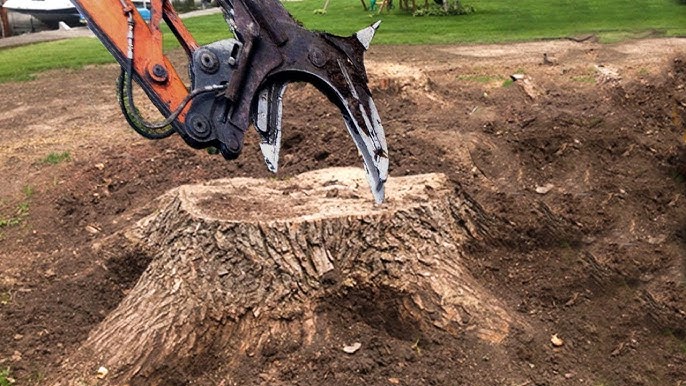 tree stump removal sydney