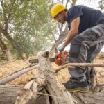 Stump Grinding Sydney: How Deep Should Professionals Go?